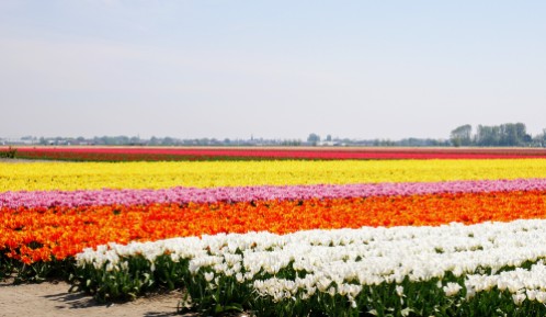 I'm running out of ways to describe the beauty of Holland's colorful tulip fields.